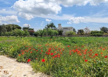 Giardino - Villa Gioia del Colle - foto 10