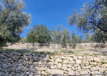 Giardino - Terreno agricolo Località Lama le Noci, Vieste - foto 4