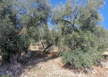 Giardino - Terreno agricolo Località Lama le Noci, Vieste - foto 7