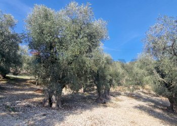 Giardino - Terreno agricolo Località Lama le Noci, Vieste - foto 8