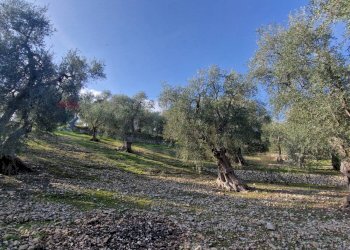Giardino - Terreno agricolo Località Lama le Noci, Vieste - foto 9
