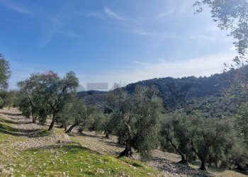 Vista delle montagne - Terreno agricolo Località Lama le Noci, Vieste - foto 15