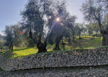 Giardino - Terreno agricolo Località Lama le Noci, Vieste - foto 16