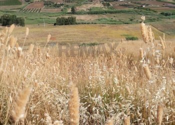 Vista delle montagne - Terreno agricolo contrada gorga, 91013, Calatafimi-Segesta - foto 1