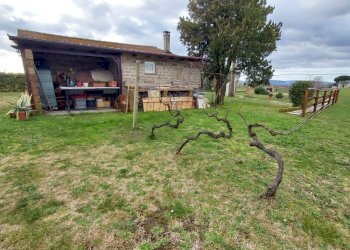 Terreno agricolo Pitigliano - foto 3