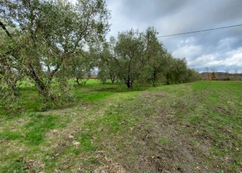 Terreno agricolo Pitigliano - foto 4