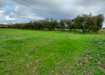 Terreno agricolo Pitigliano - foto 6