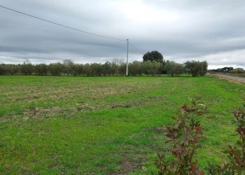 Terreno agricolo Pitigliano - foto 7