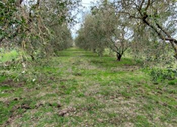 Terreno agricolo Pitigliano - foto 18