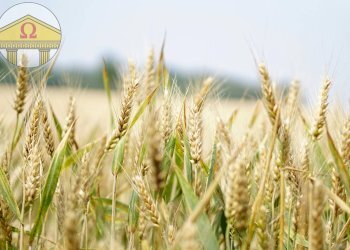 Foto 1 - Terreno agricolo Volpago del Montello - foto 1