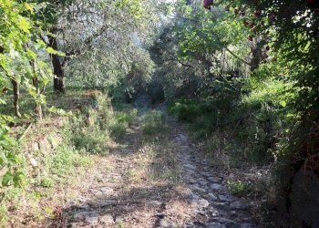 Giardino - Casa indipendente contrada rausa
 
11, Castiglione di Sicilia - foto 15
