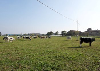 Foto 29 - Terreno agricolo Strada Del Portone, Grugliasco - foto 29