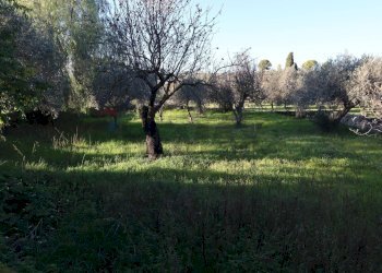 Giardino - Rustico C.da Tramostera
 
snc, Chiaramonte Gulfi - foto 40