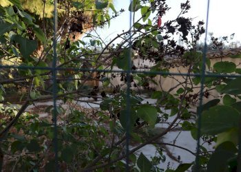 Edificio all\'aperto - Rustico C.da Tramostera
 
snc, Chiaramonte Gulfi - foto 50