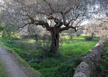 Giardino - Rustico C.da Tramostera
 
snc, Chiaramonte Gulfi - foto 51