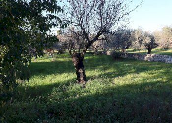 Giardino - Rustico C.da Tramostera
 
snc, Chiaramonte Gulfi - foto 52