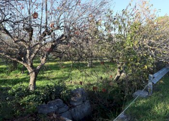 Giardino - Rustico C.da Tramostera
 
snc, Chiaramonte Gulfi - foto 54