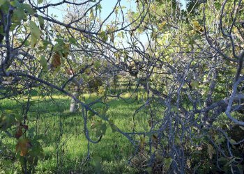 Giardino - Rustico C.da Tramostera
 
snc, Chiaramonte Gulfi - foto 55