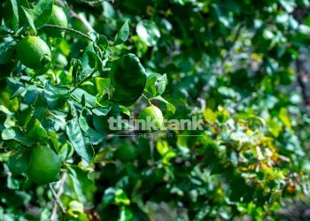 Foto 17 - Rustic Via della ginestra, Avola - photo 17