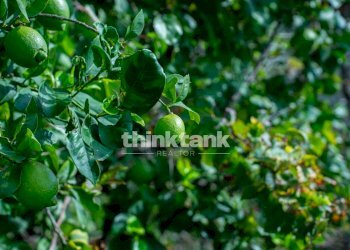 Foto 18 - Rustic Via della ginestra, Avola - photo 18