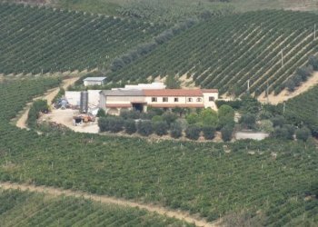 Azienda agricola Ripatransone - foto 2