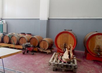 Ripatransone- Azienda Agricola Botti in legno.jpg - Azienda agricola Ripatransone - foto 12