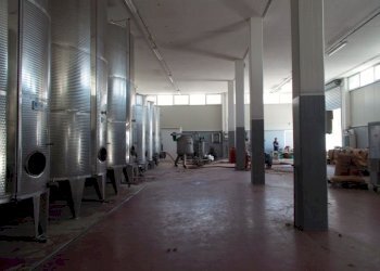Ripatransone- Azienda Agricola Cantina Nuova.jpg - Azienda agricola Ripatransone - foto 16