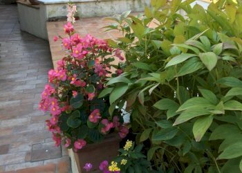 Immagine 2026-01-09 092525.png - Casa indipendente Castelnuovo Magra - foto 4