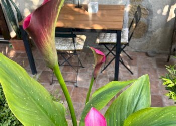 Immagine 2026-01-09 092606.png - Casa indipendente Castelnuovo Magra - foto 6