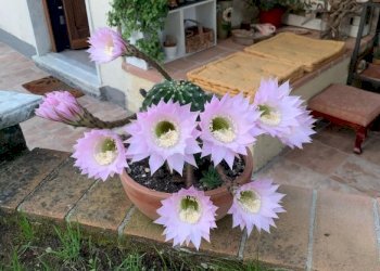 Immagine 2026-01-09 092705.png - Casa indipendente Castelnuovo Magra - foto 9