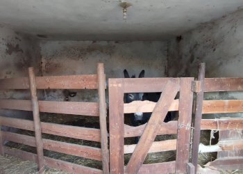 Casa indipendente Via Carpenetti, 11, Gambasca - foto 12