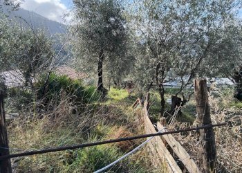 Foto 6 - Villa Perinaldo - foto 6