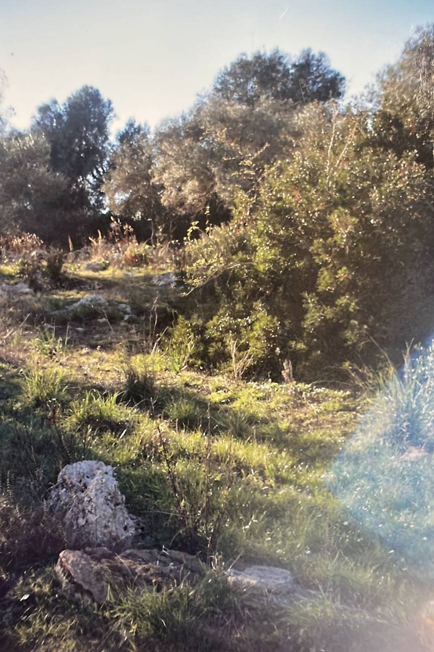 Giardino - Agricultural land Siracusa - photo 1