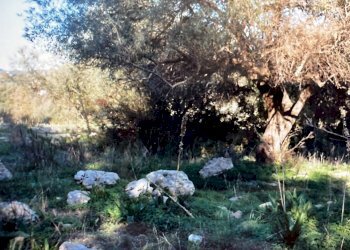 Giardino - Agricultural land contrada usuria, Siracusa - photo 6