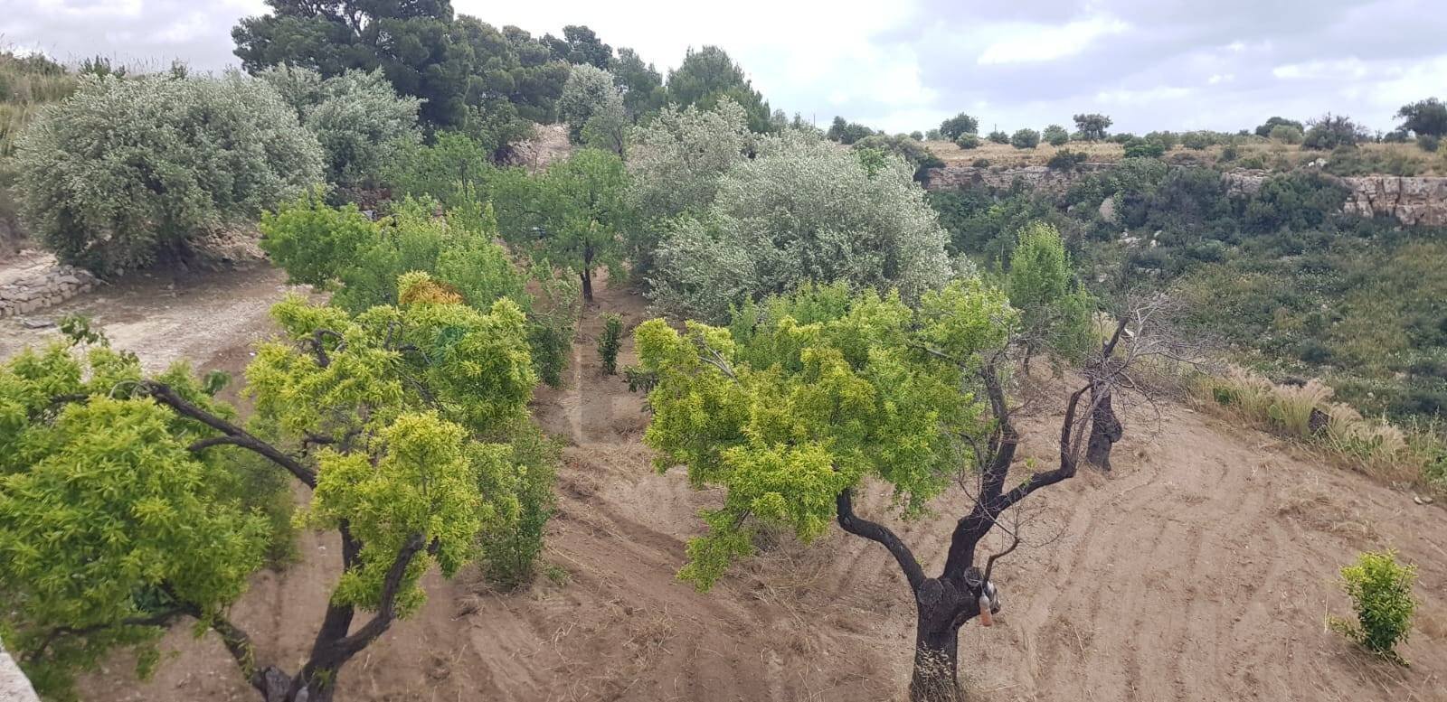 Giardino - Agricultural land Contrada San Giovanni Meti, Noto - photo 3