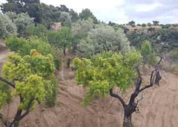 Giardino - Terreno agricolo Contrada San Giovanni Meti, Noto - foto 3