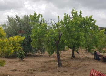 Giardino - Terreno agricolo Contrada San Giovanni Meti, Noto - foto 5