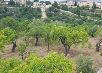 Giardino - Terreno agricolo Contrada San Giovanni Meti, Noto - foto 8