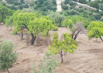 Giardino - Terreno agricolo Contrada San Giovanni Meti, Noto - foto 15