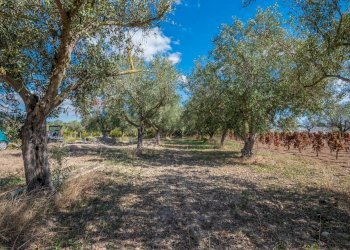 Giardino - Villa Contrada Scirbia
 
Snc, Noto - foto 22