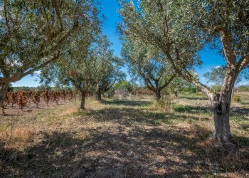 Giardino - Villa Contrada Scirbia
 
Snc, Noto - foto 23