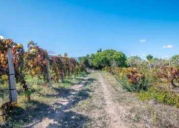 Giardino - Villa Contrada Scirbia
 
Snc, Noto - foto 26