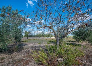 Giardino - Villa Contrada Scirbia
 
Snc, Noto - foto 28