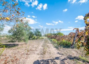 Giardino - Villa Contrada Scirbia
 
Snc, Noto - foto 32
