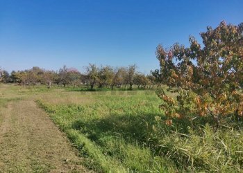 Giardino - Terreno agricolo via ferla, Melilli - foto 3