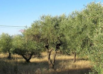 Giardino - Terreno agricolo via ferla, Melilli - foto 7