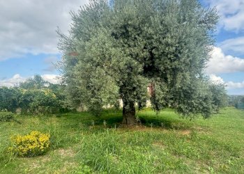 Giardino - Agricultural land VIA BELFRONTE, Floridia - photo 4