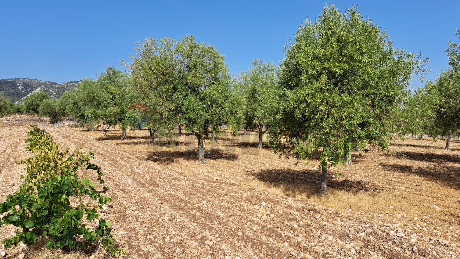 Giardino - Terreno agricolo Contrada Sorciaro, Priolo Gargallo - foto 2