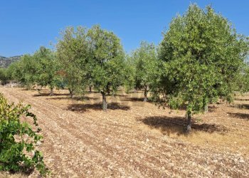 Giardino - Terreno agricolo Contrada Sorciaro, Priolo Gargallo - foto 2