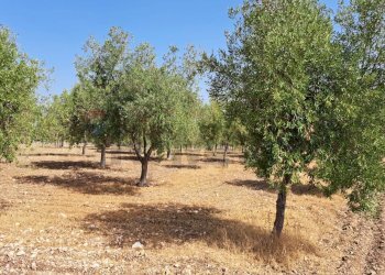 Giardino - Terreno agricolo Contrada Sorciaro, Priolo Gargallo - foto 4